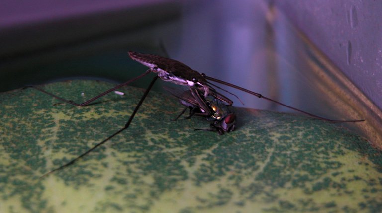 gerridae feeding on a fly Ildar Sagdejev Specious 3.0.jpg