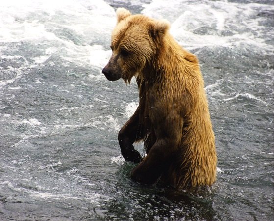 Brown_bear_at_Brooks_Falls credit brockin in a glory 1,2,2.5,3.0.jpg