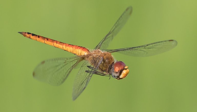 Dragonfly in_flight,_in_Laos Basile Morin 4.0.jpg