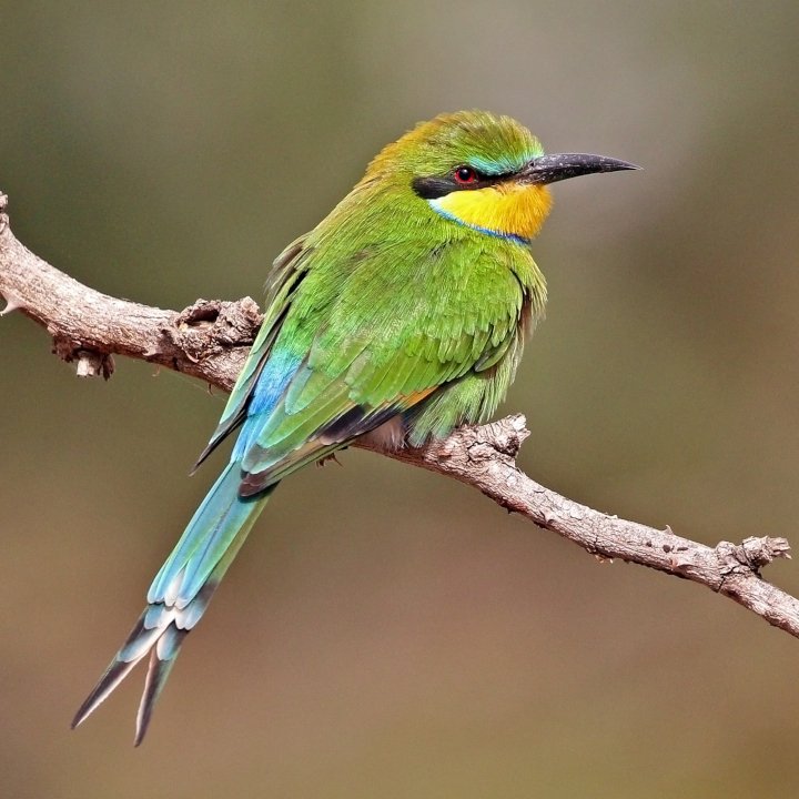 Swallow-tailed bee-eater Merops hirundineus_chrysolaimus  credit Charles J. Sharp 4.0.jpg