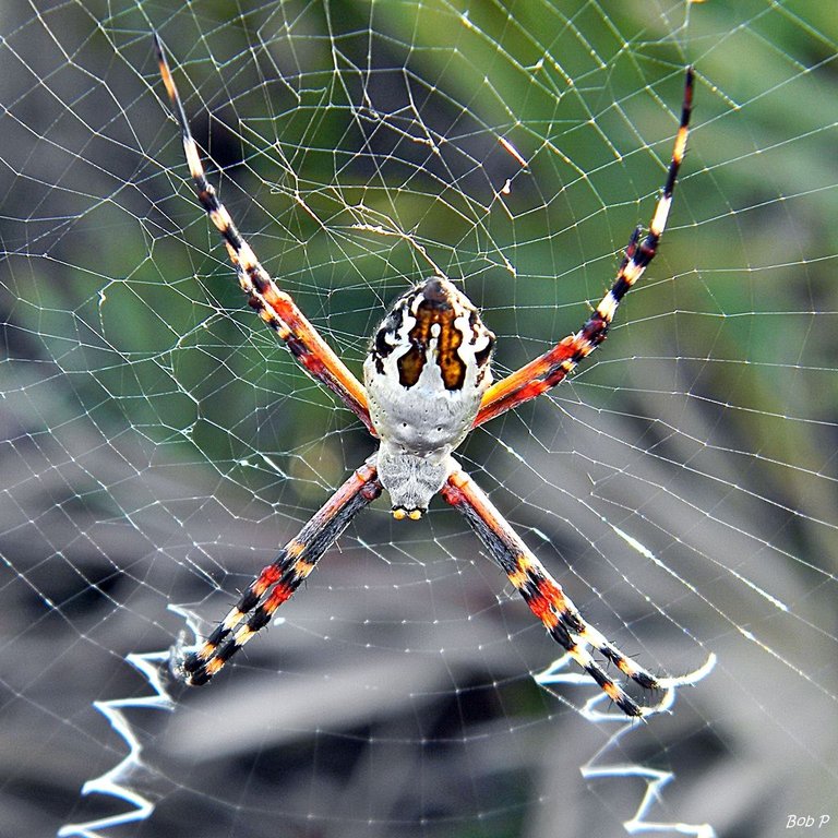 Orb Weaver Argiope_floridana Bob Peterson from North Palm Beach, Florida, Planet Earth 2.0 generic.jpg