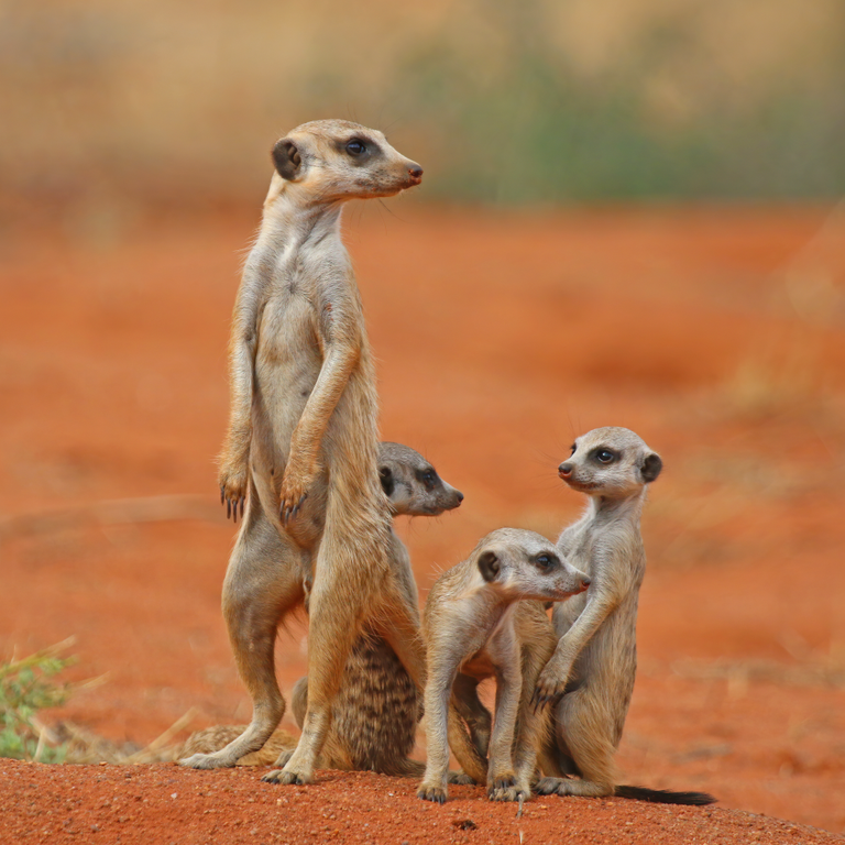 Meerkat_(Suricata_suricatta)_with_3_young charles J. Sharp 4.0.png