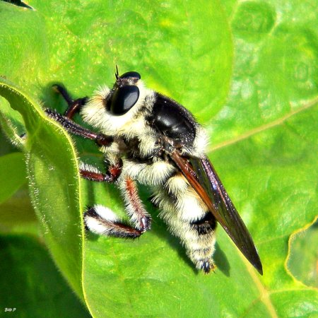 Florida Bee Killer Mallophora_bomboides credit Bob Peterson from North Palm Beach, Florida, Planet Earth! 2.0.jpg
