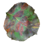 multicolored leaf.png