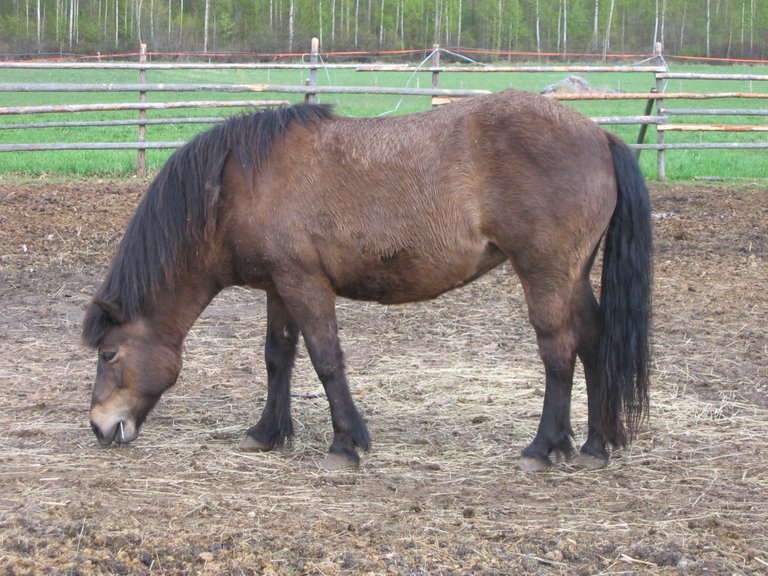 Smoky_black_icelandic_horse Paula Jantunen public.jpg