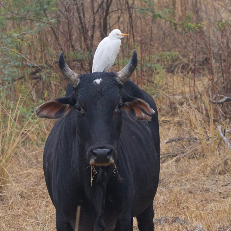 Cattle egret_on_cattle Nagarjun 2.0.jpg