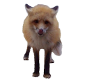 redheadpei fox.png