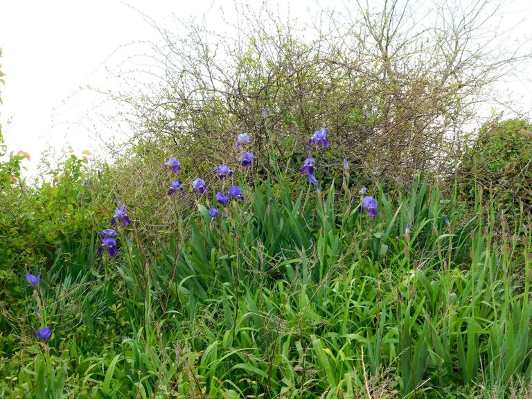 purple flowers amazing nature.png