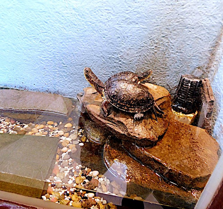 blandings turtle.png