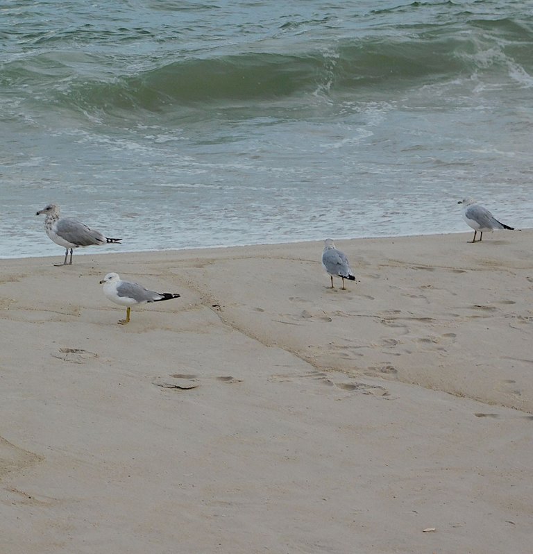 four gulls.png