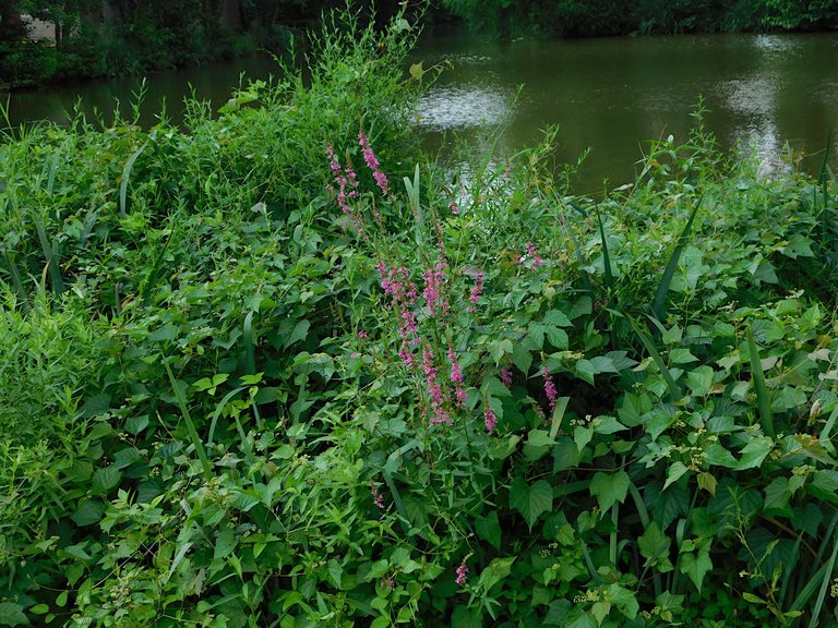 pink weeds pond background.png
