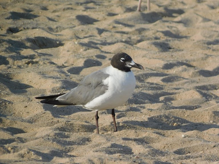gull with black head.png