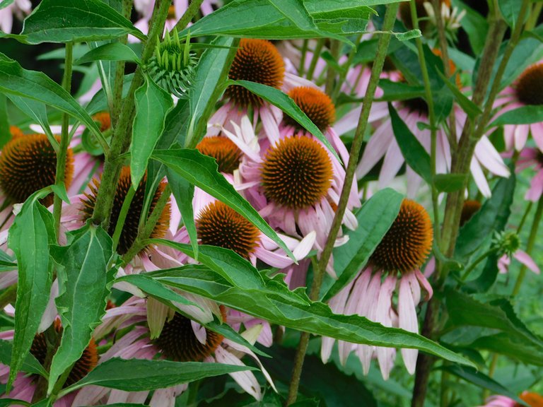 orange flowers.png