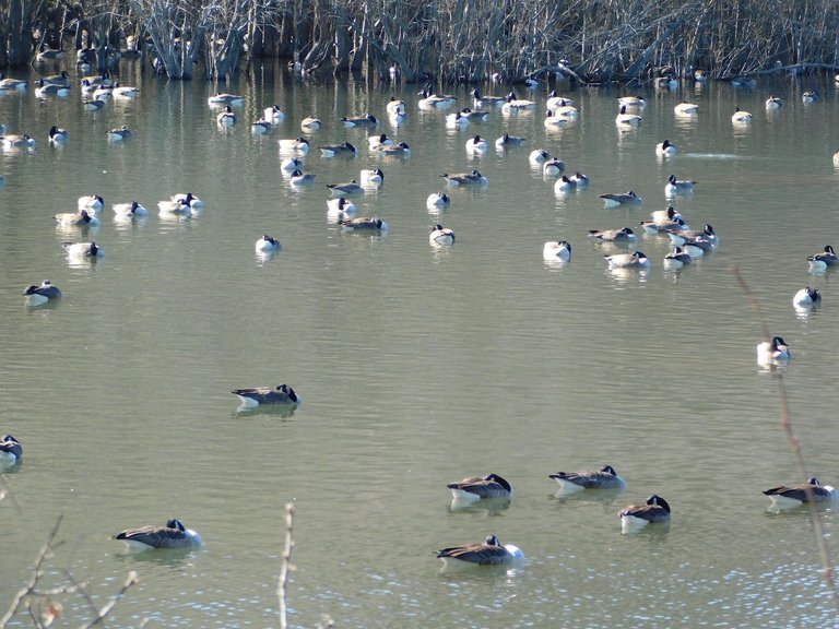 birds on millpond centerport3.png