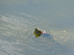 turtle in water.png