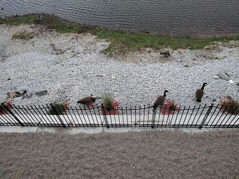lake mich geese.png