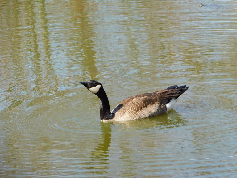goose swimming, cranning neck.png