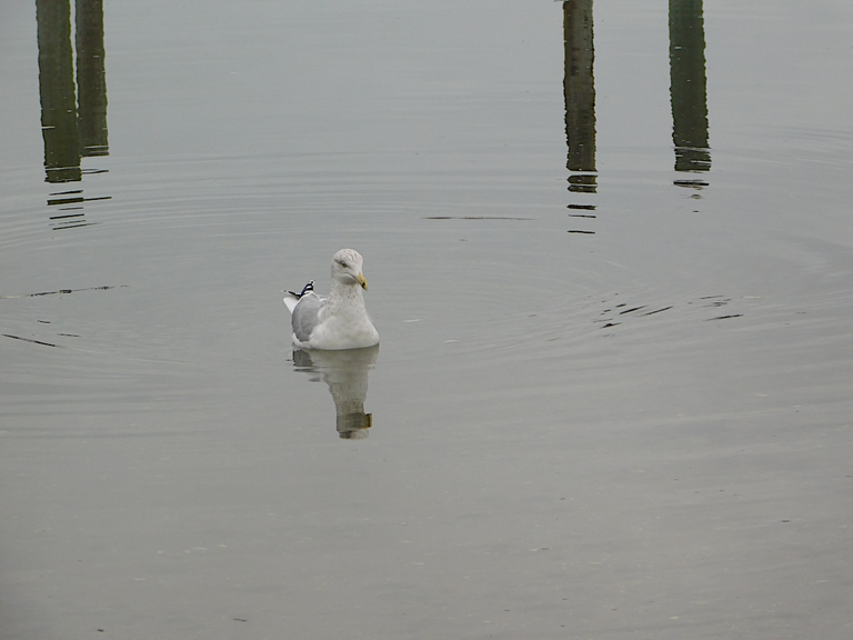 gull face forward oyster bay.png