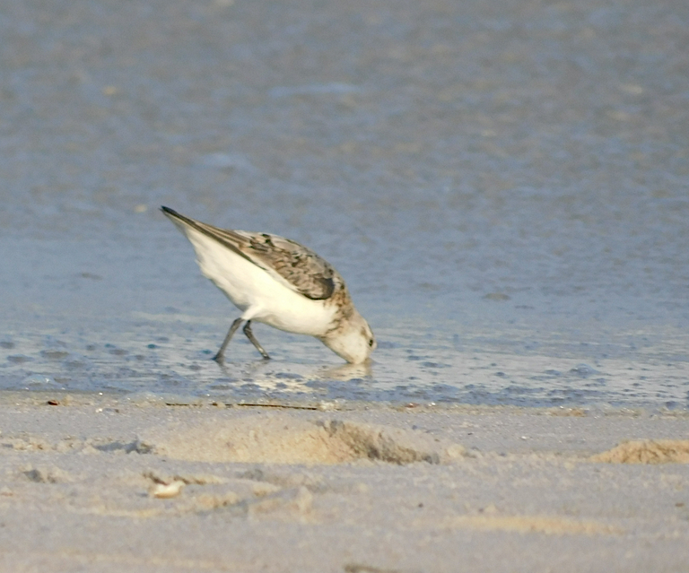 sanderling with head in sand.png
