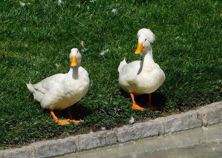 crested and pekin looking at me.png