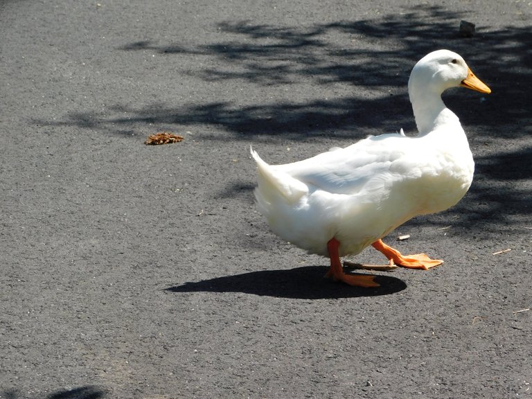 pekin duck walking proudly may.jpg
