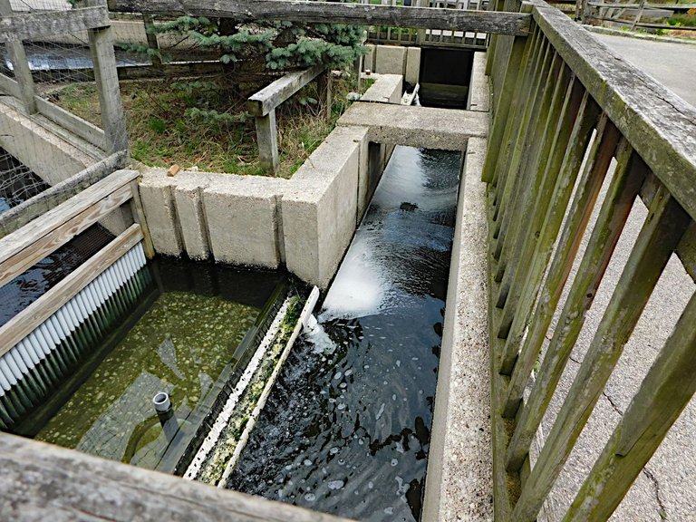 channel feeding water into pond.png