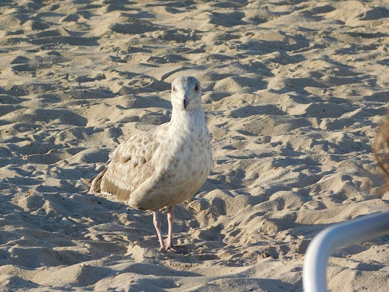 gull, perhaps juvenile.png