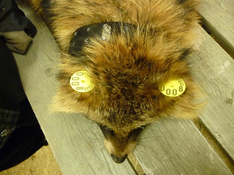 Racoon_dog_with_transmitter_001 Svenska Jägareförbundet 3.0.png