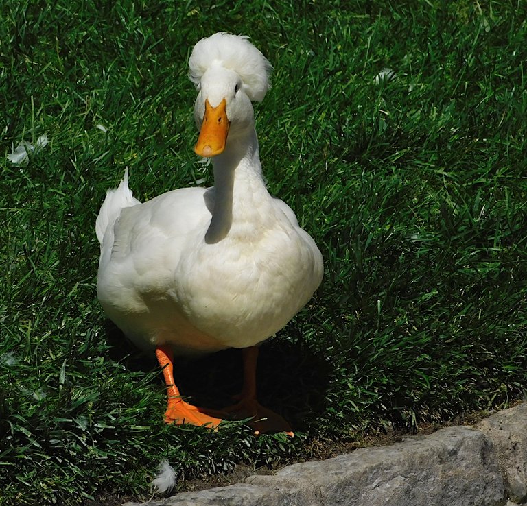 crested duck2.png