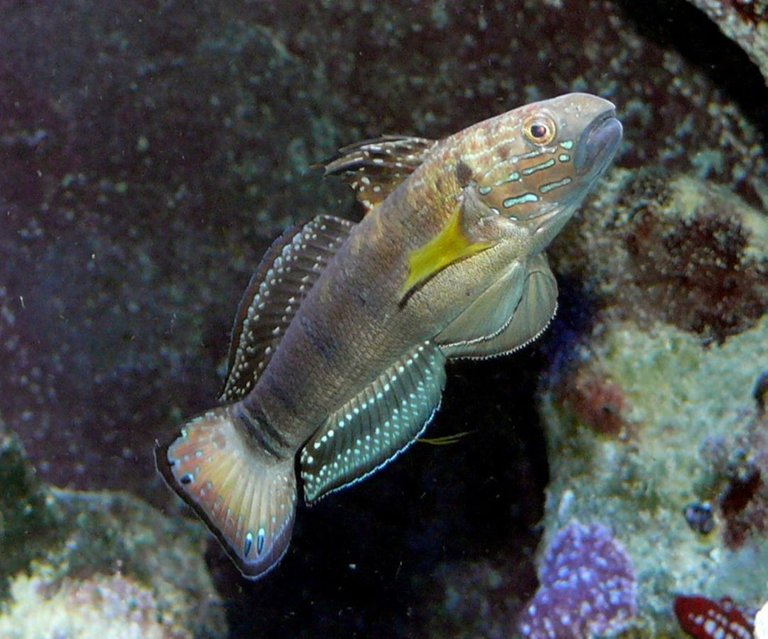 White-barred gobyAmblygobius_phalaena Haplochromis 1.0 to 3.0.jpg