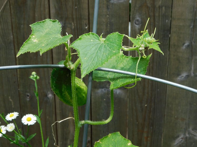 cucumber plant.png