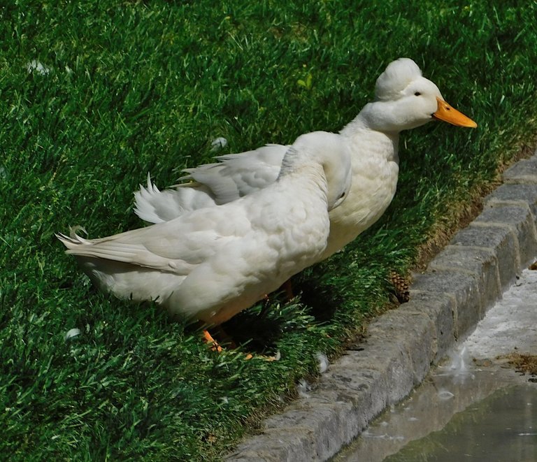 crested duck and pekin duck.png