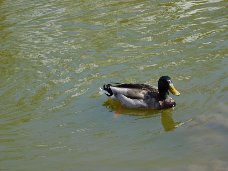 duck copely pond park.png