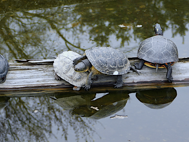 one turtle on the other.png
