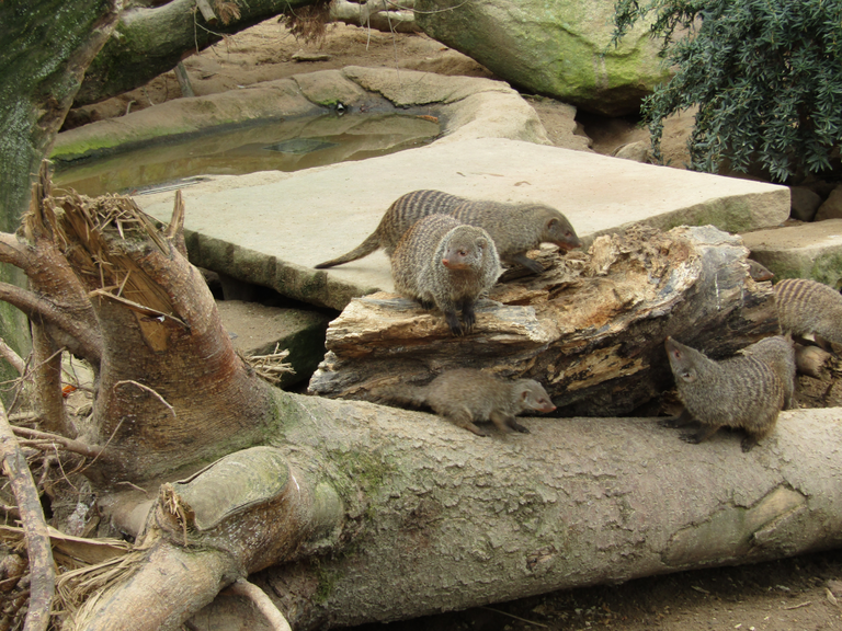 banded mongoose with apparent juvenile zoo Fiver, der Hellseher 4.0.png