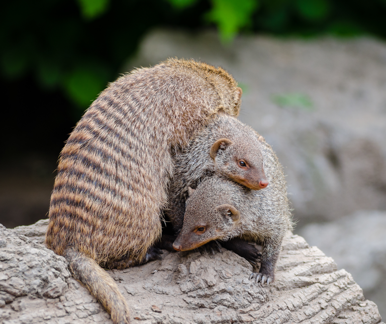 Mongoose_pile Mathias Appel.png