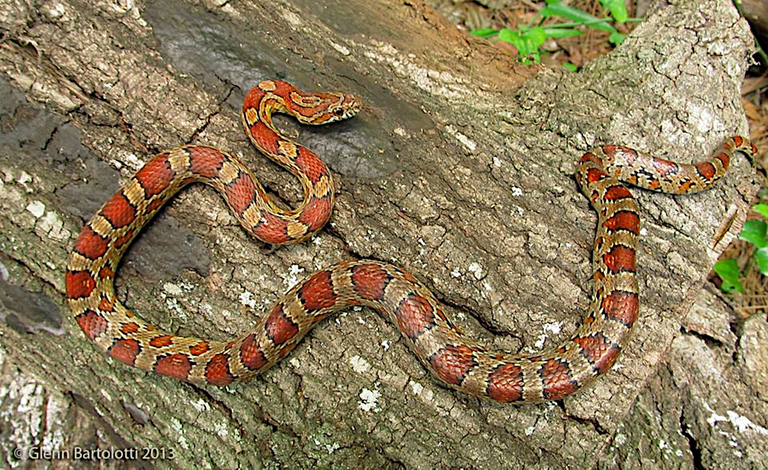 Corn_Snake_Adult Glenn Bartolotti 4.0.png