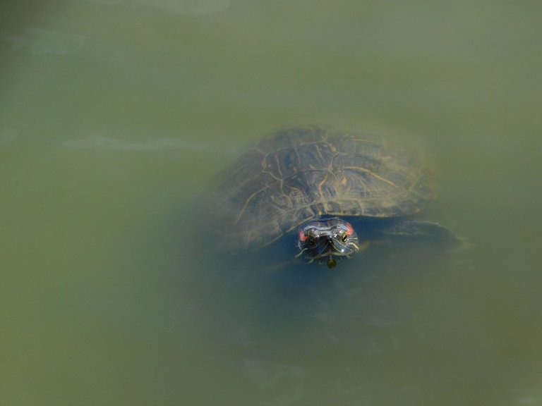 turtle looking at me up close.png