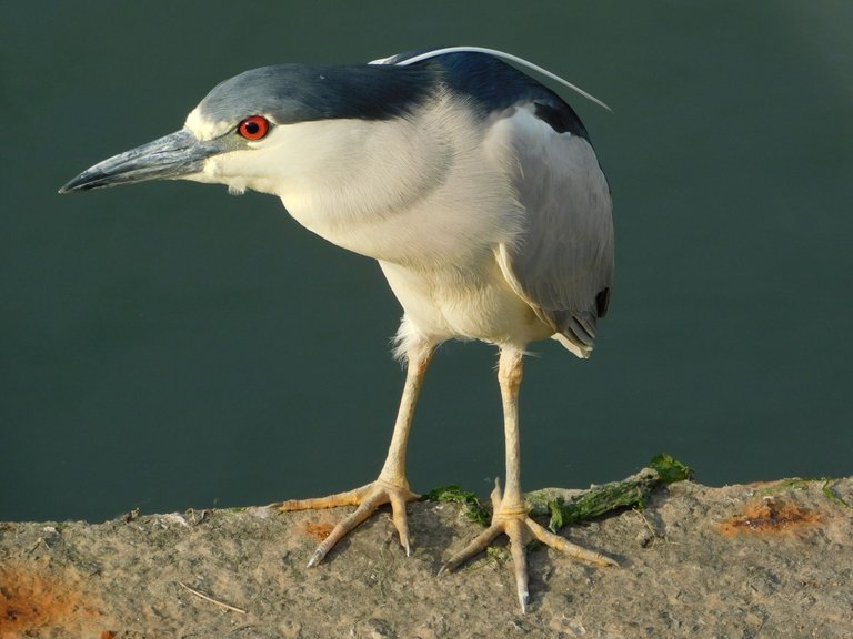 beautiful grey and white bird up close.png