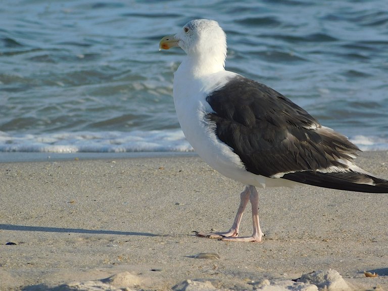 gull with white head.png