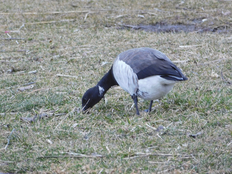 goose duck oyster bay.png