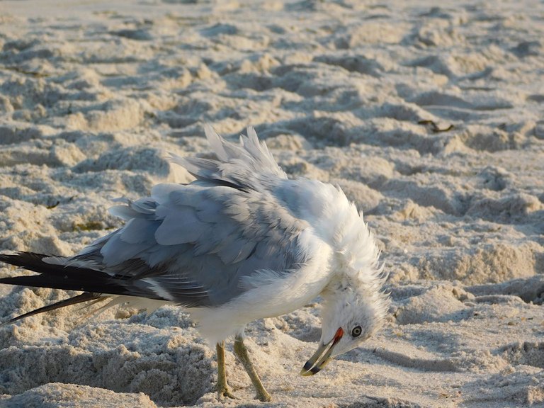 seagull about to complain.png