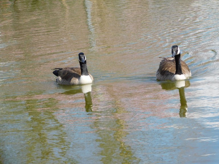 geese pair looking at me.png