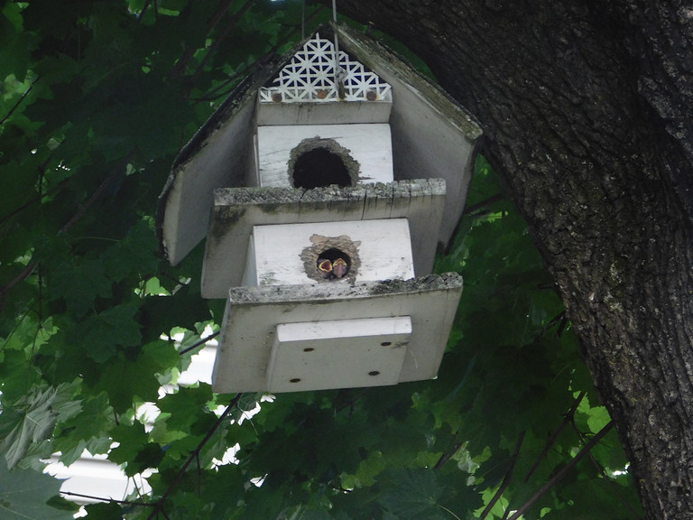 baby birds.png