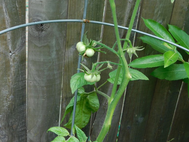 tomato plant green.png