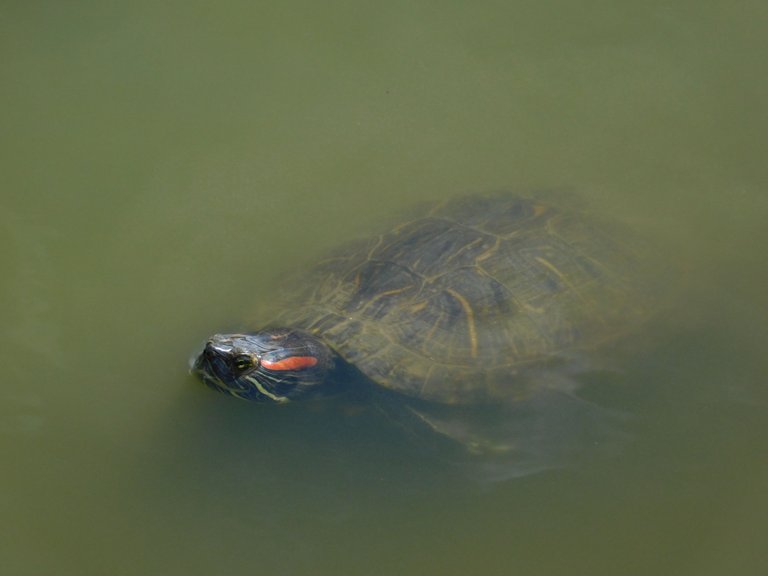 turtle submerged2.png