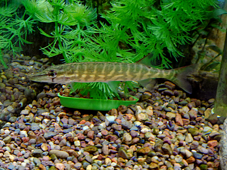 chain pickerel2.png
