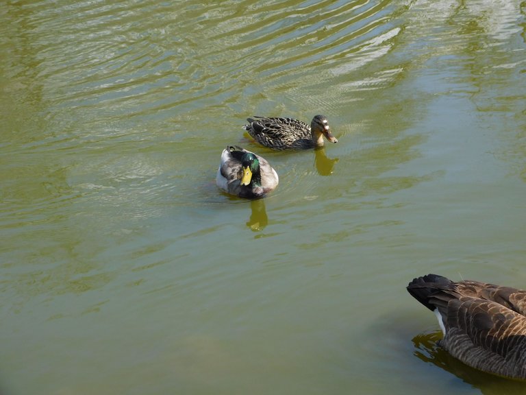 ducks at copely park.png