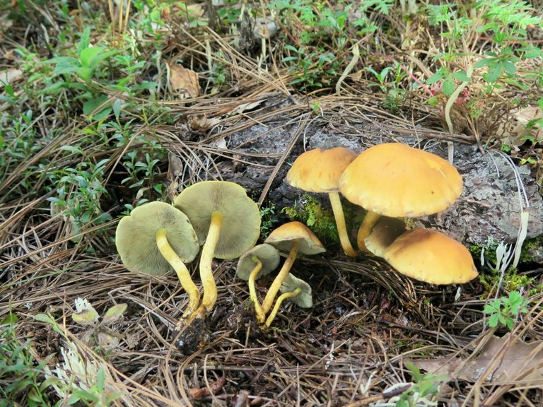 fungus saprophytic Hypholoma_fasciculare_Queteraro.jpg