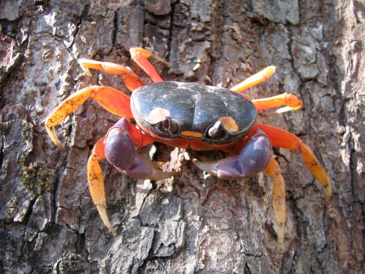 crab  credit Bhny public domain.jpg